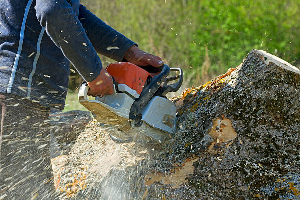 Professional Tree Services in Pisgah, AL